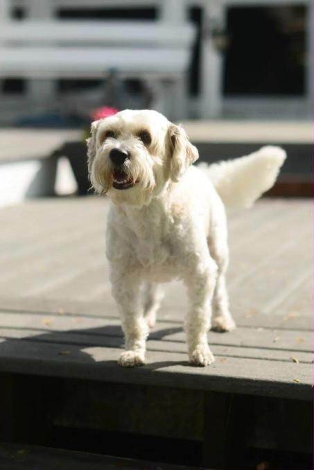 Pet photography in Newport, Rhode Island