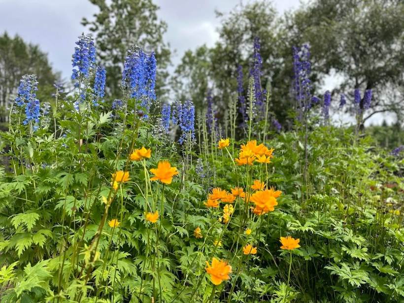 Wildflowers in bloom